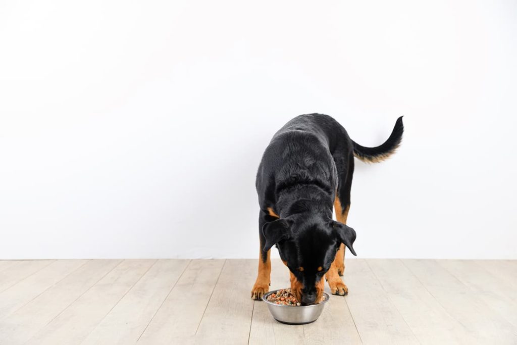 All About Rotational Feeding for Dogs