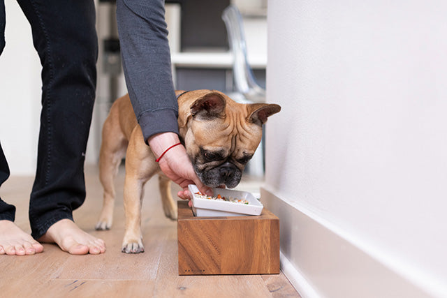 Appetite Stimulants for Dogs