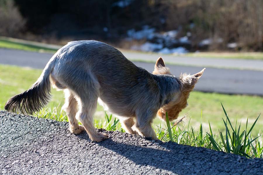 Why Do Dogs Eat Grass? Causes, Risks, and When to Worry