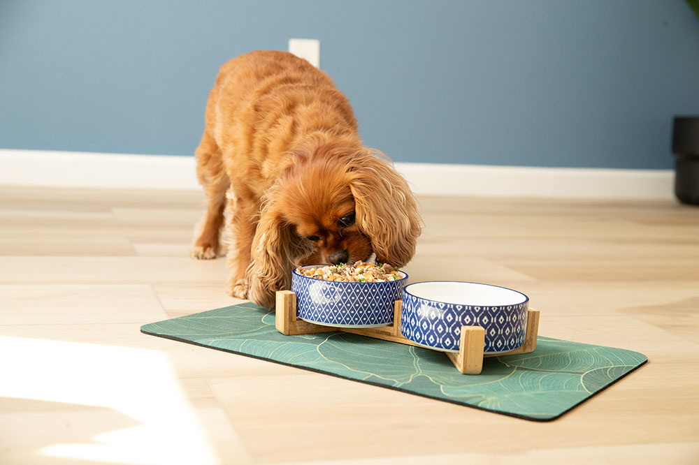 Can I Mix 2 Different Dog Foods?
