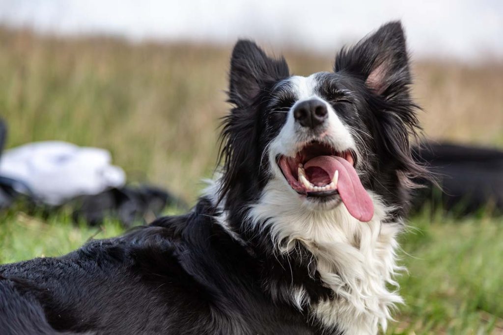 Why Is My Dog Panting So Much?