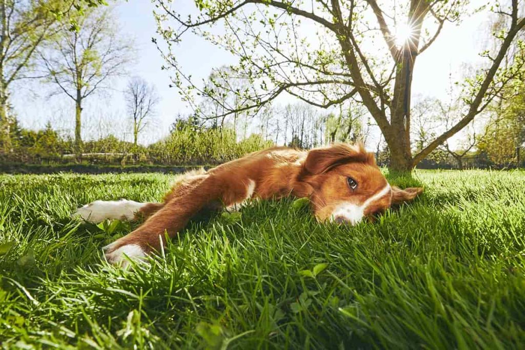 Dog Pee Turning Grass Yellow? Check Their Diet.
