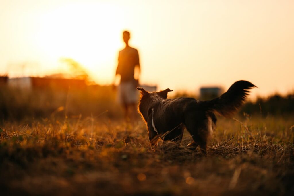 How Long Do Dogs Live? Lifespan Chart by Dog Breed