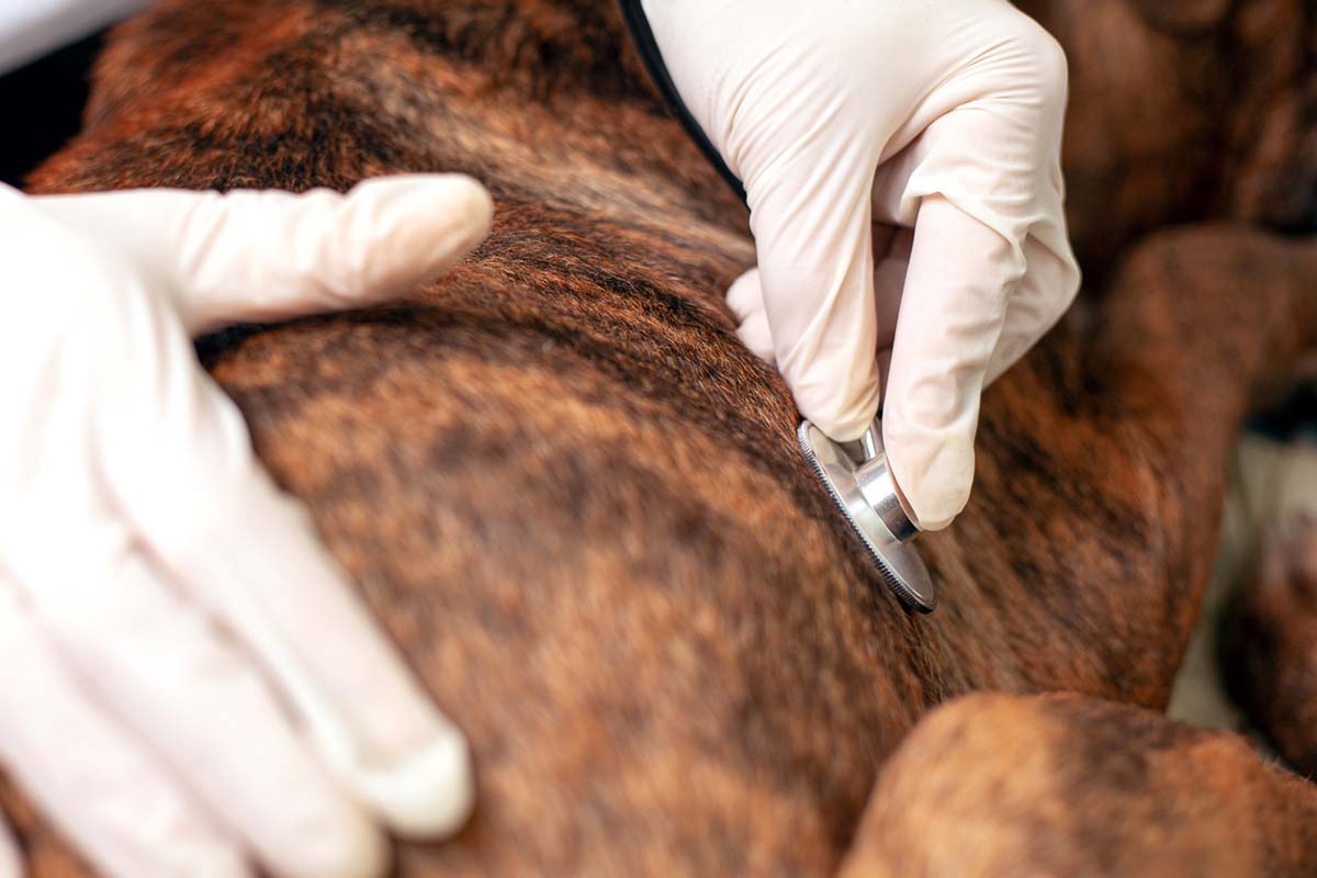 Nutrition Guide for Dogs with Heart Disease: What to Know