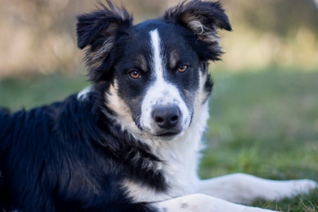 The 8 Smartest Dog Breeds Ranked by Intelligence