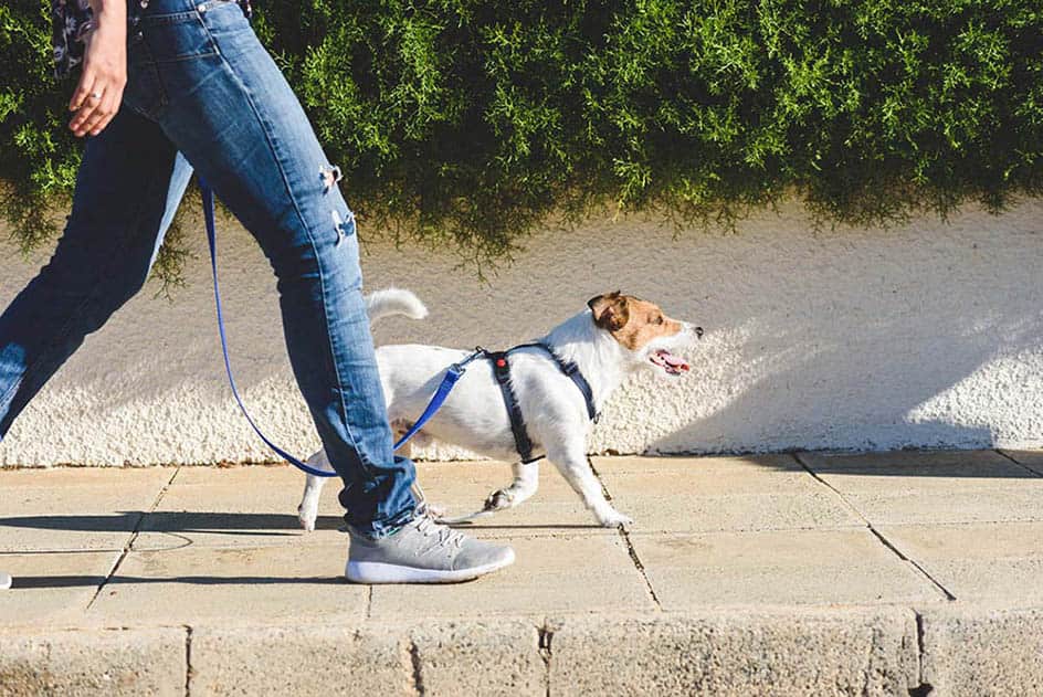 How Cold Is Too Cold for Dogs?