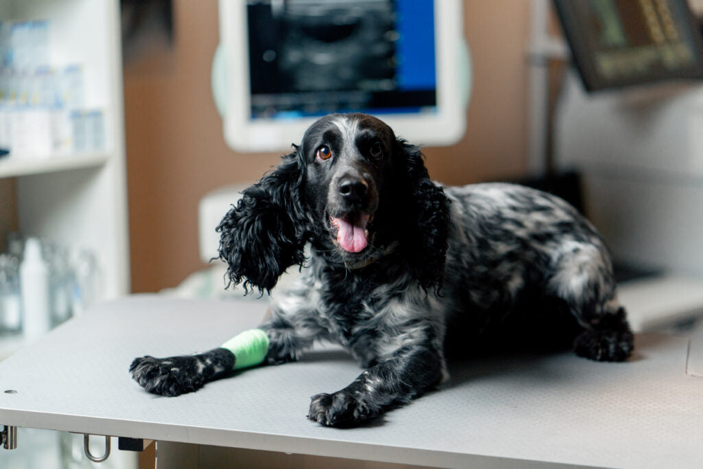 Understanding Osteosarcoma in Dogs