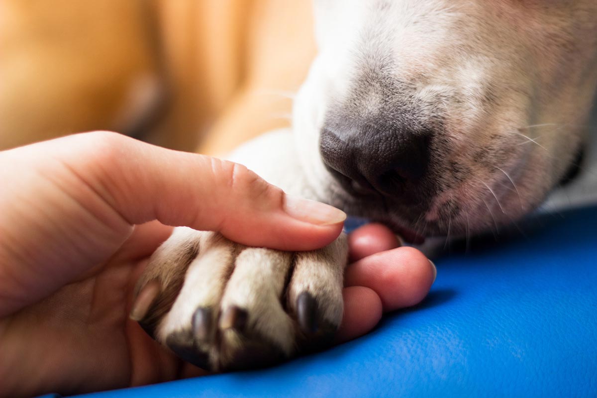 Stability Dog Dog Paws Anatomy & Care Guide – JustFoodForDogs