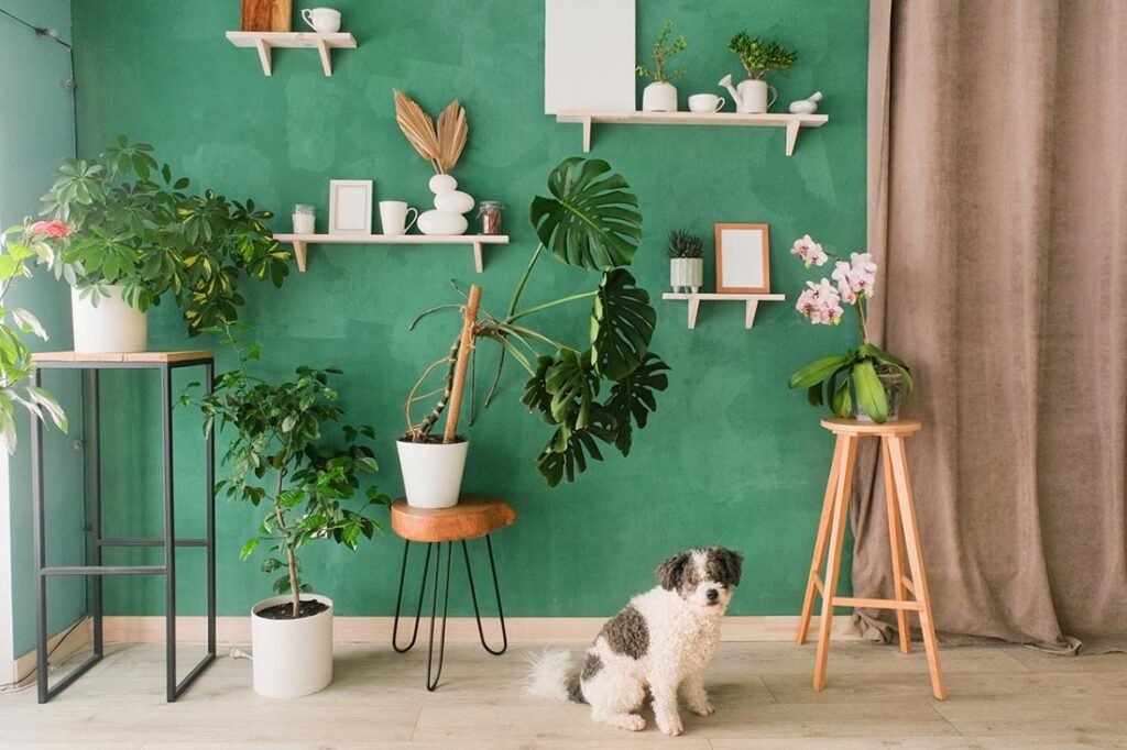 Dogs, Plants, and Pesticides