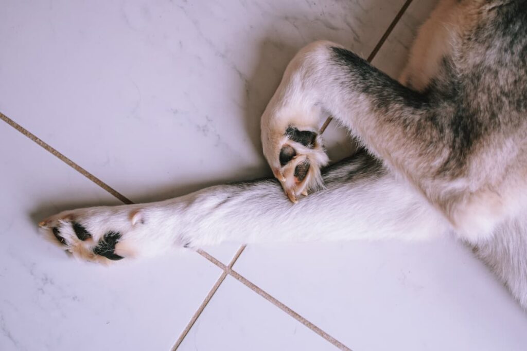Why Is My Dog Licking His Paws? A Pet Parent Guide