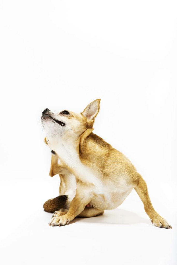 How To Help Dogs With Dry Skin