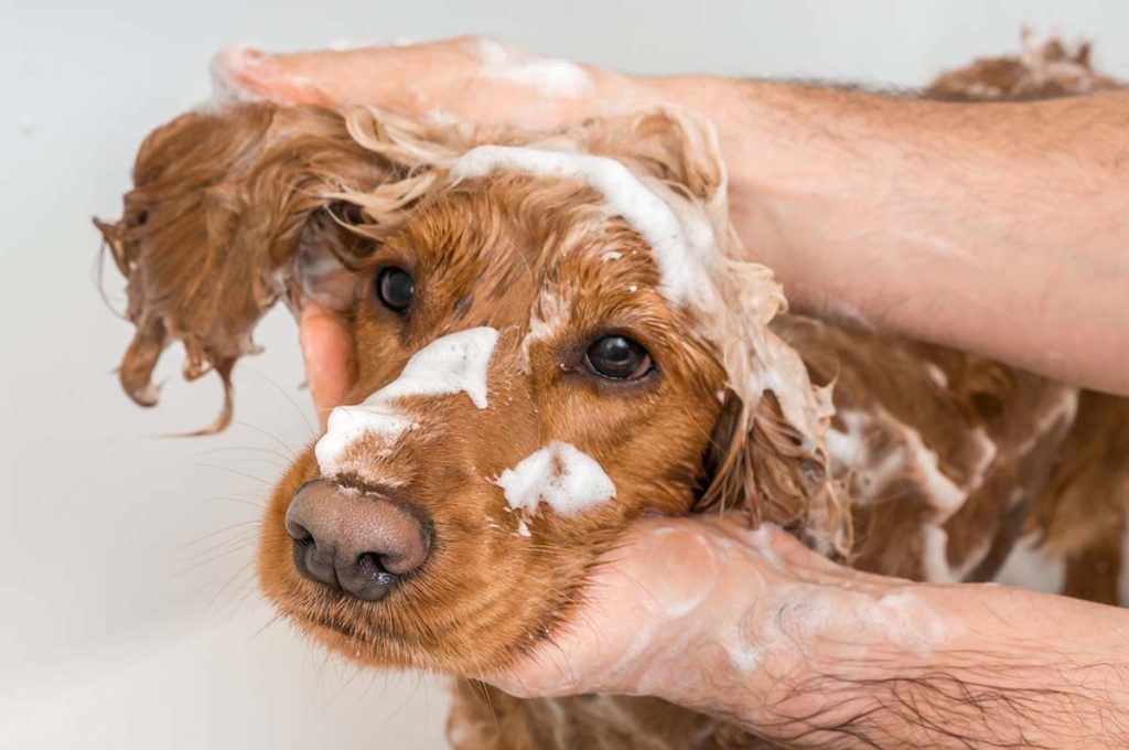 Hot Spots In Dogs: Causes and Treatment