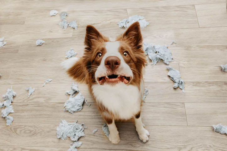 Critical Signs of Stress in a Dog