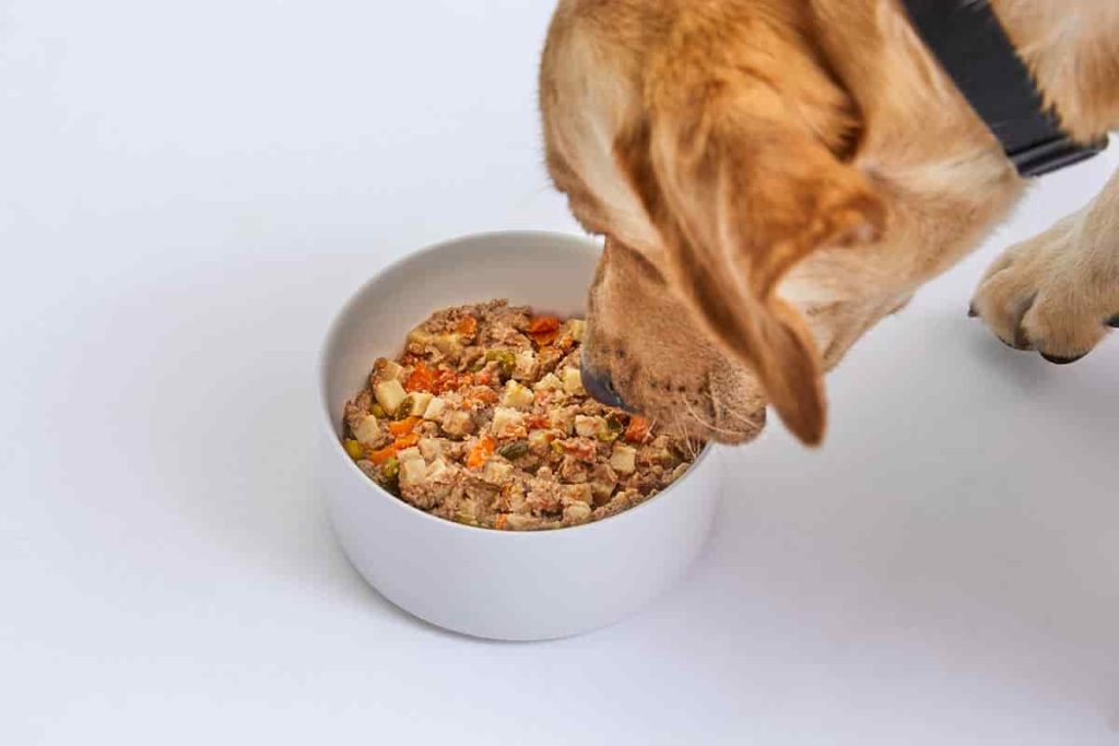Portion Perfect: How Much Should I Feed My Dog?