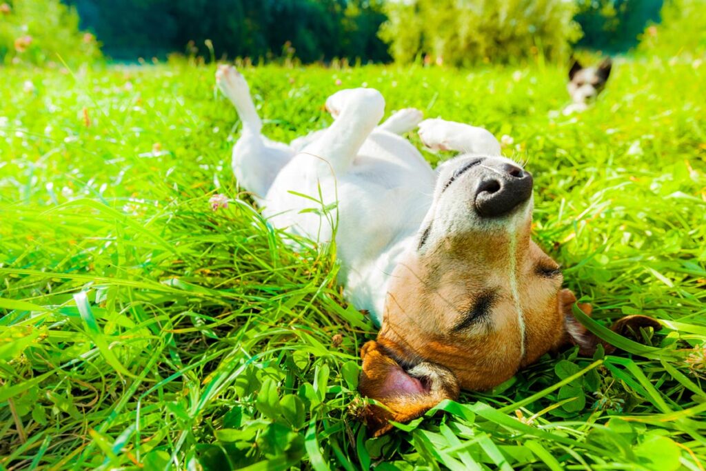 Why Do Dogs Sunbathe?