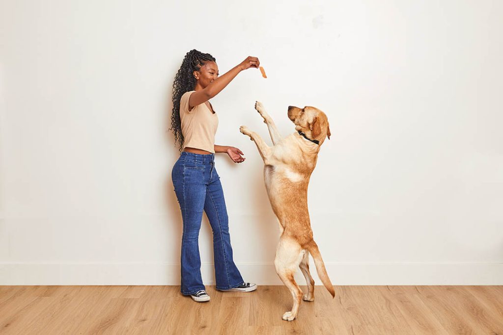 Dog Skin Care 101