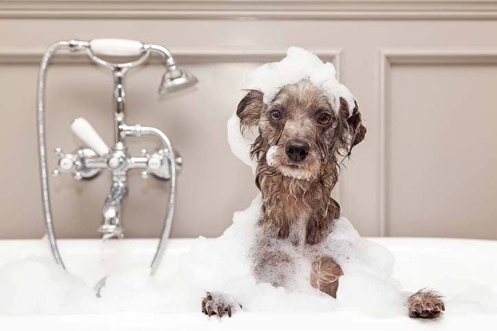 How to Get Skunk Smell Off Your Dog 