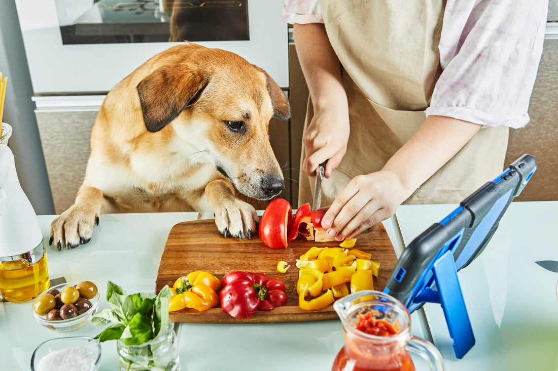 How to Help Your Dog Lose Weight: 9 Top Tips