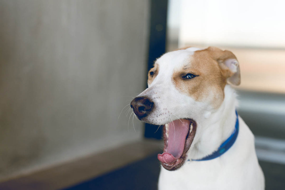 Why Do Dogs Yawn? Common Causes and Solutions