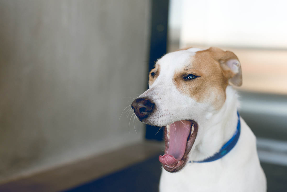 Why Do Dogs Yawn? Common Causes and Solutions