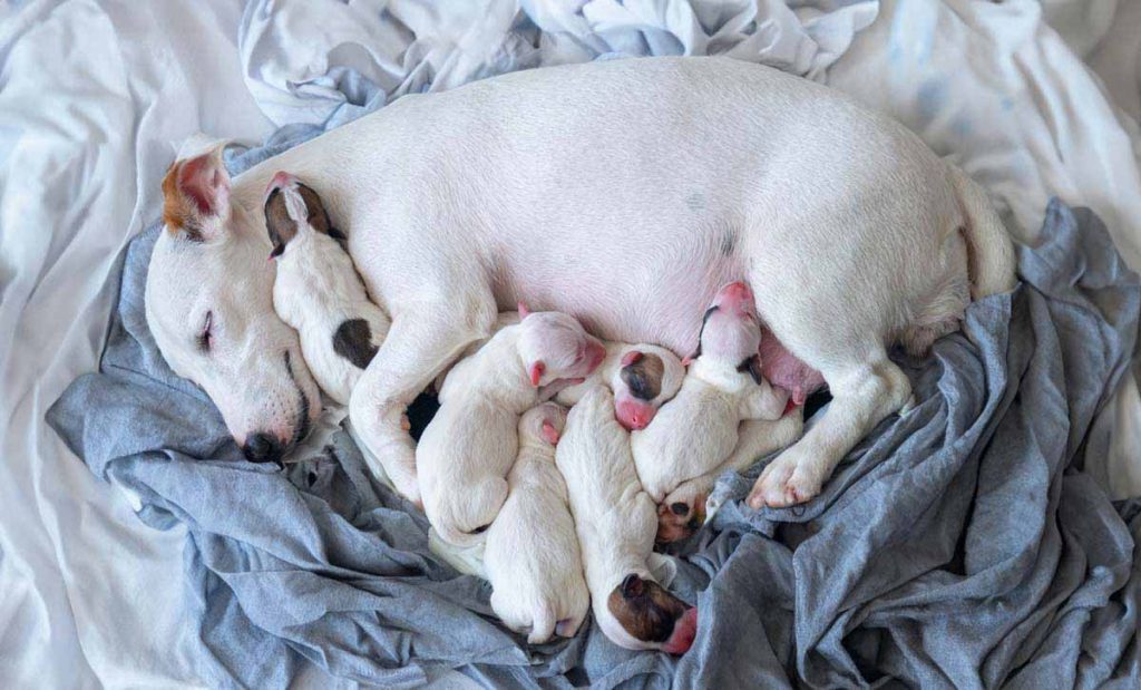 Dog Food for Pregnant Dogs