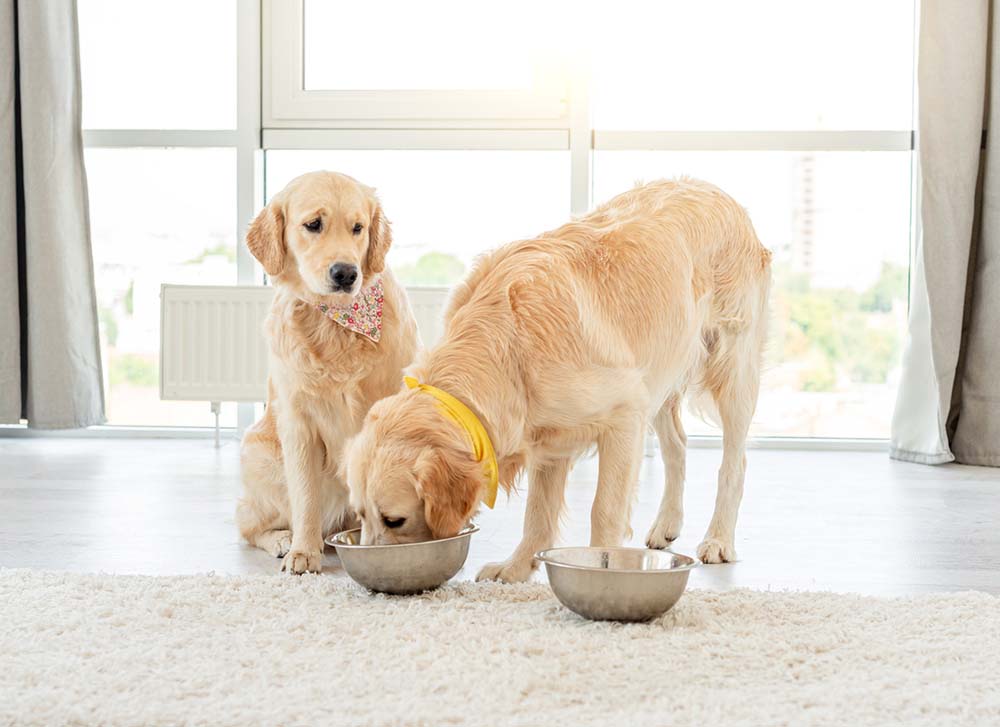 Food Aggression in Dogs: Reasons, Signs and How to Stop It