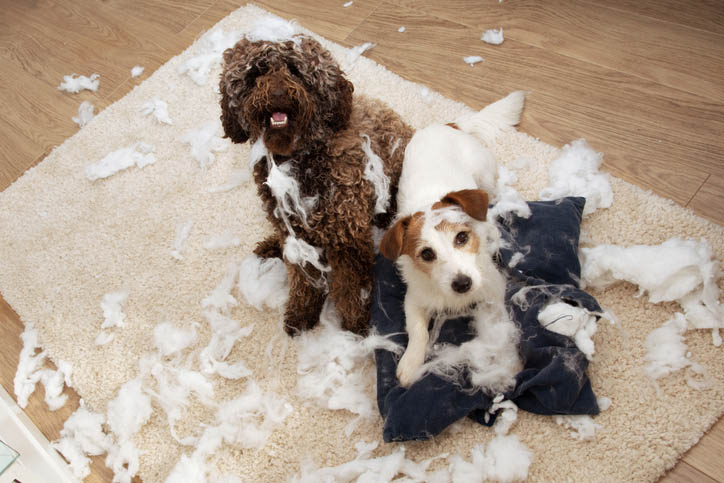 Symptoms of Separation Anxiety in Dogs