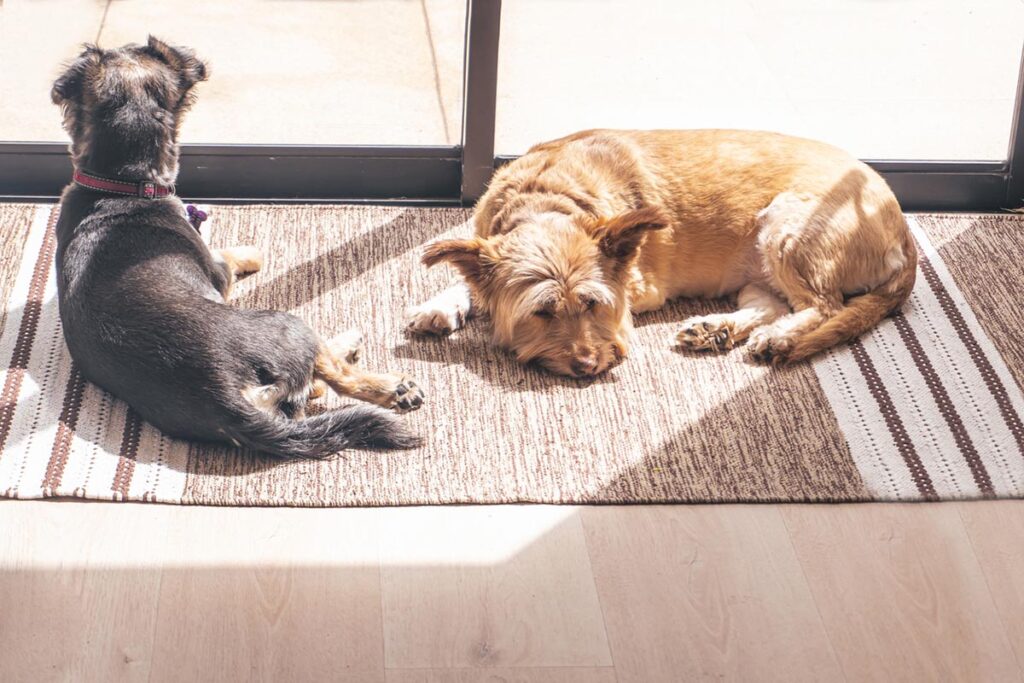 Why Do Dogs Spin Before They Lay Down?