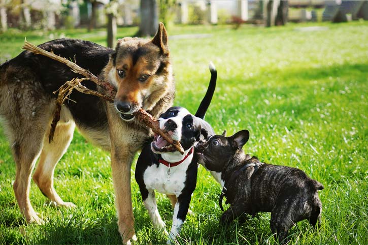Are Dog Parks Good For Dogs?