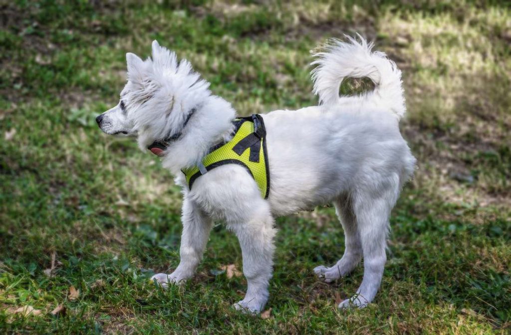 Why Do Dogs Have Tails?