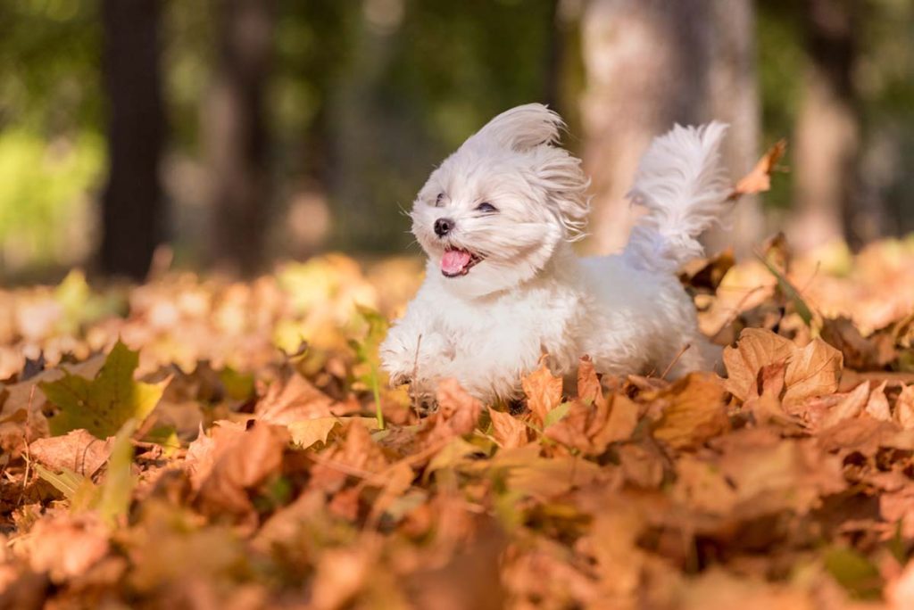 Dog Friendly Fall Activities