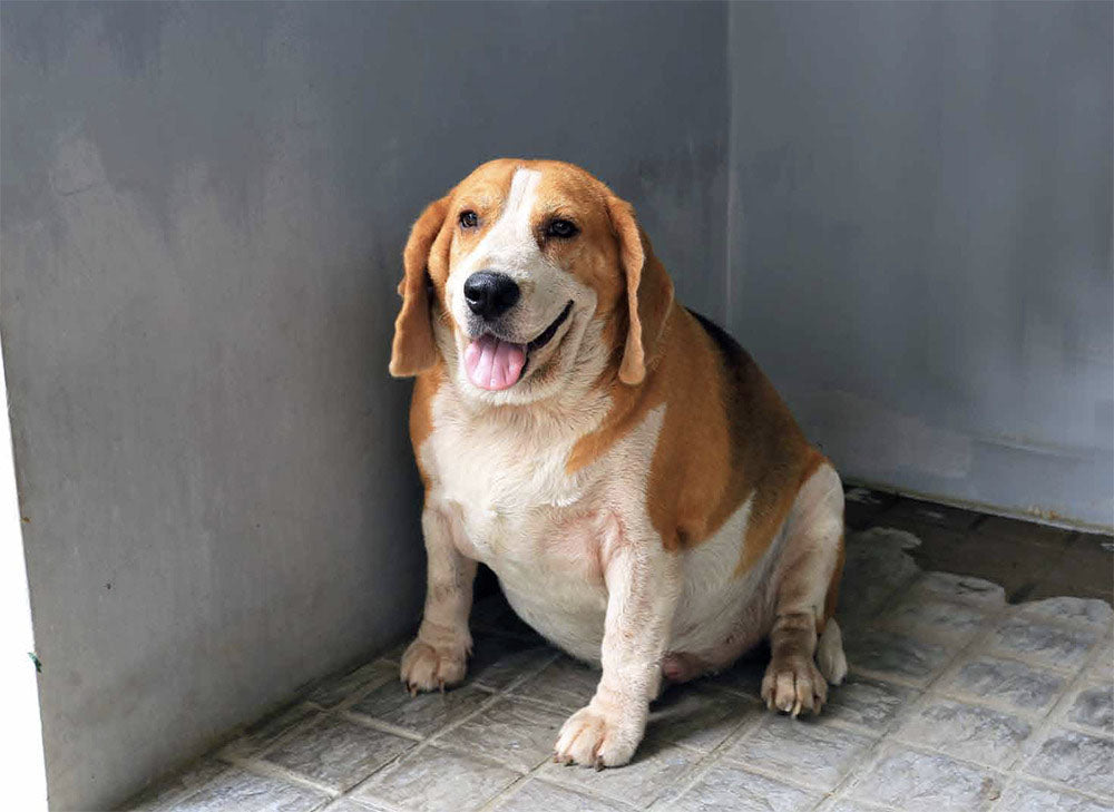 How to Tell If Your Dog Is Overweight