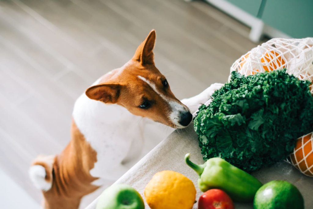 Dogs and Citrus: A Guide for Pet Parents