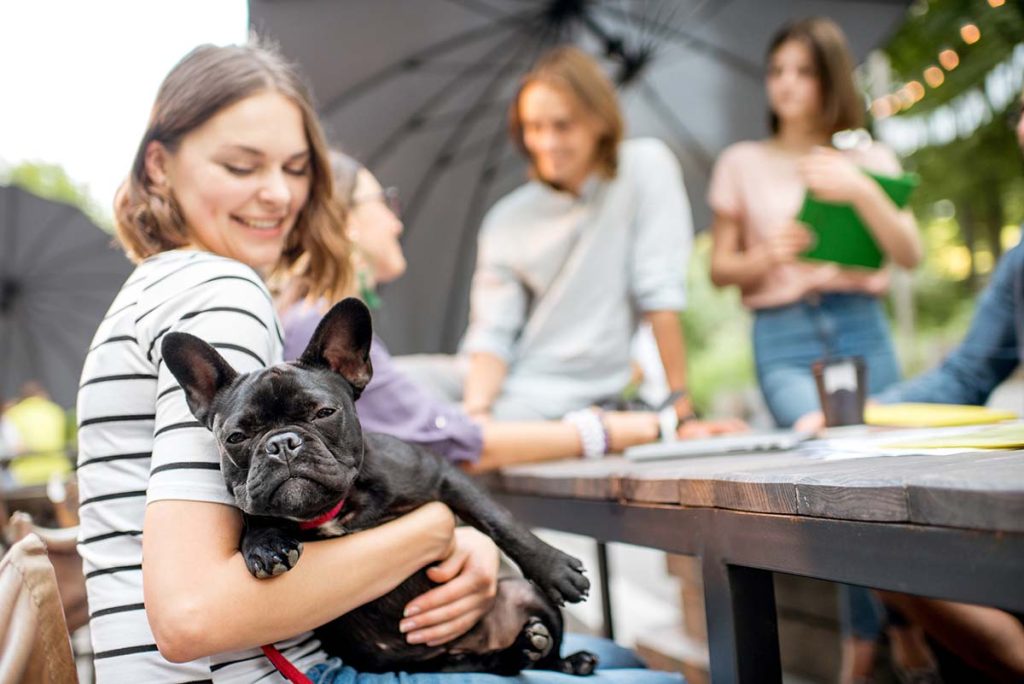 America’s Newest Sweetheart: The French Bulldog