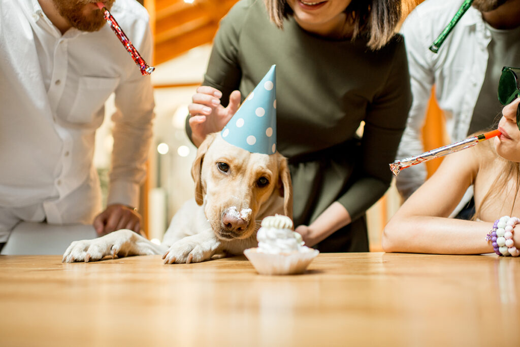 Easy and Healthy Dog Cake Recipe for Birthdays and Special Days