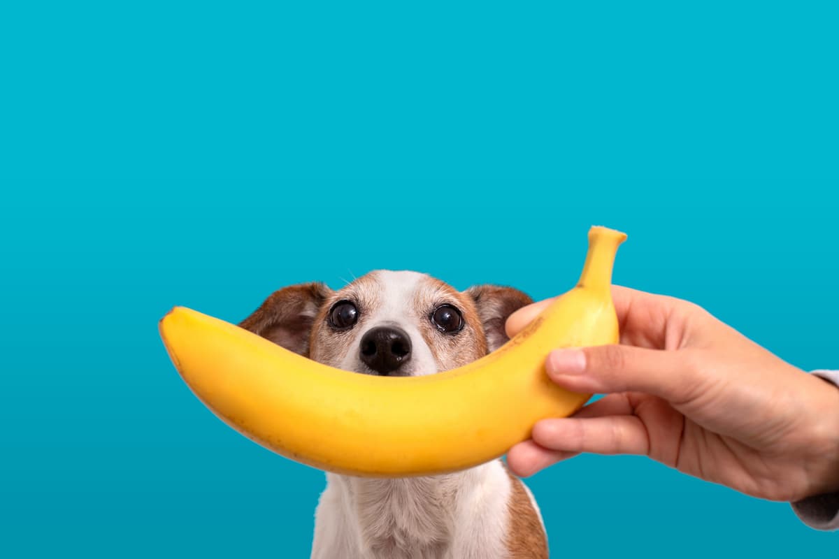 Can Dogs Eat Bananas? Complete Safety Guide for Pet Parents