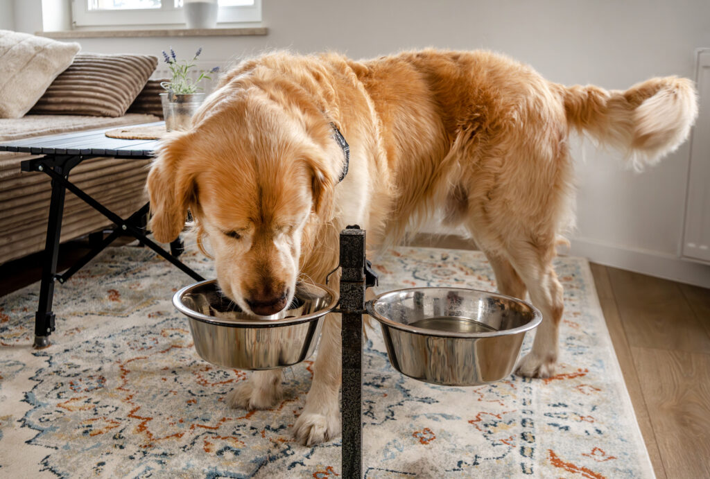 Are elevated bowls better for dogs? Benefits and risks