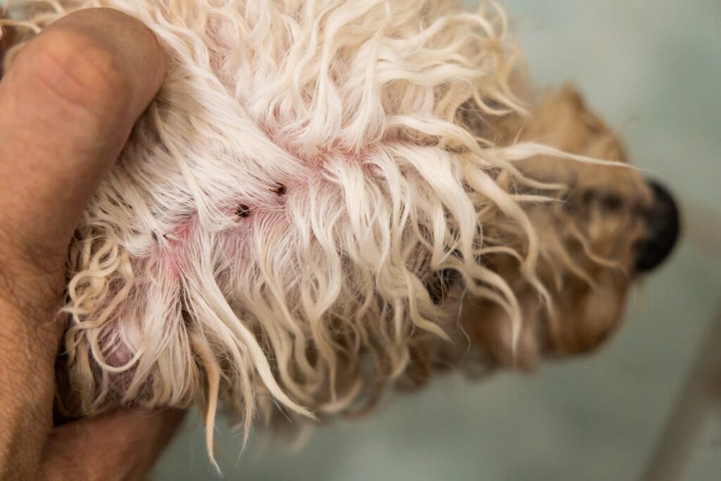 Can Fleas Cause Hair Loss in Dogs? 5 Signs of Flea Allergies.