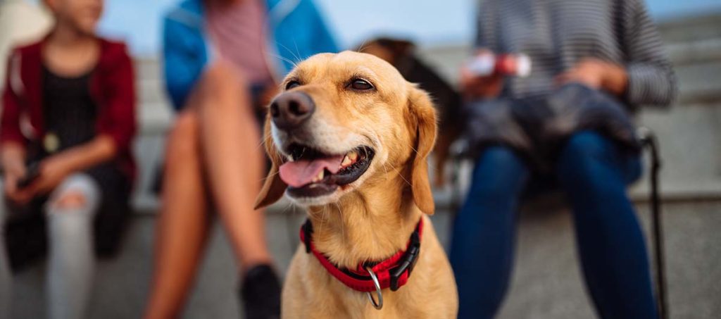 Liver Shunt in Dogs