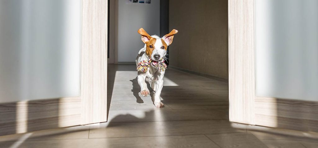 Unleashing Vitality: How Fresh Food Transforms Your Dog’s Energy Levels