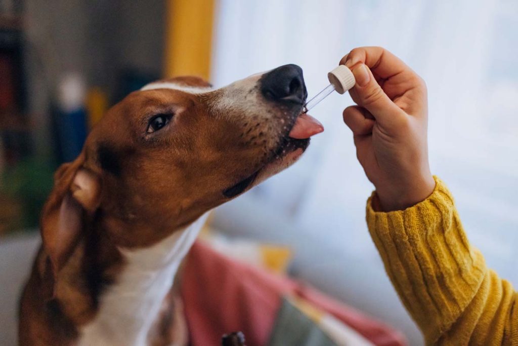 8 Benefits of Salmon Oil for Dogs
