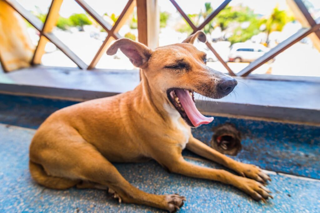 Why Do Dogs Yawn? Common Causes and Solutions