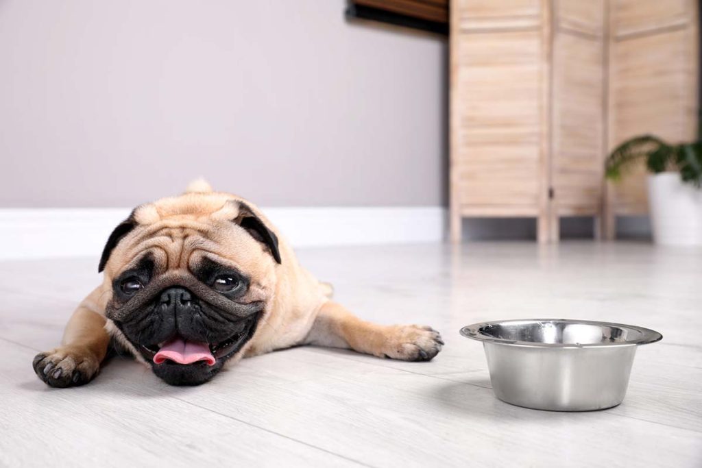 How to Keep Dogs Cool in the Summer