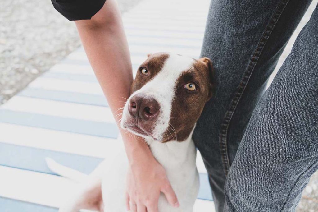 Why Do Dogs Sigh?