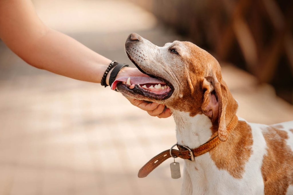 When Should I Neuter My Dog