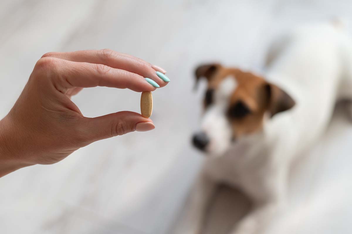 How to Give a Dog a Pill Without Food