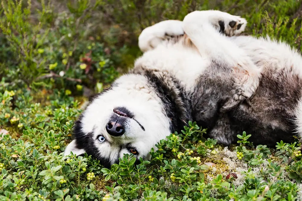 Common Health Concerns with Huskies