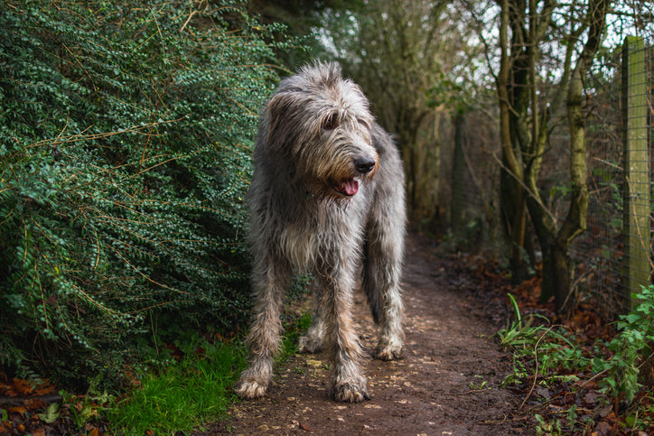 Why Do Dogs Try to Bury Their Food?