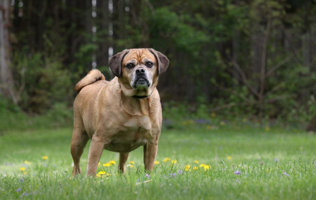 4 Best Weight Loss Foods for Dogs: Nutrition Choices