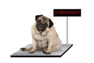 4 Best Weight Loss Foods for Dogs: Nutrition Choices